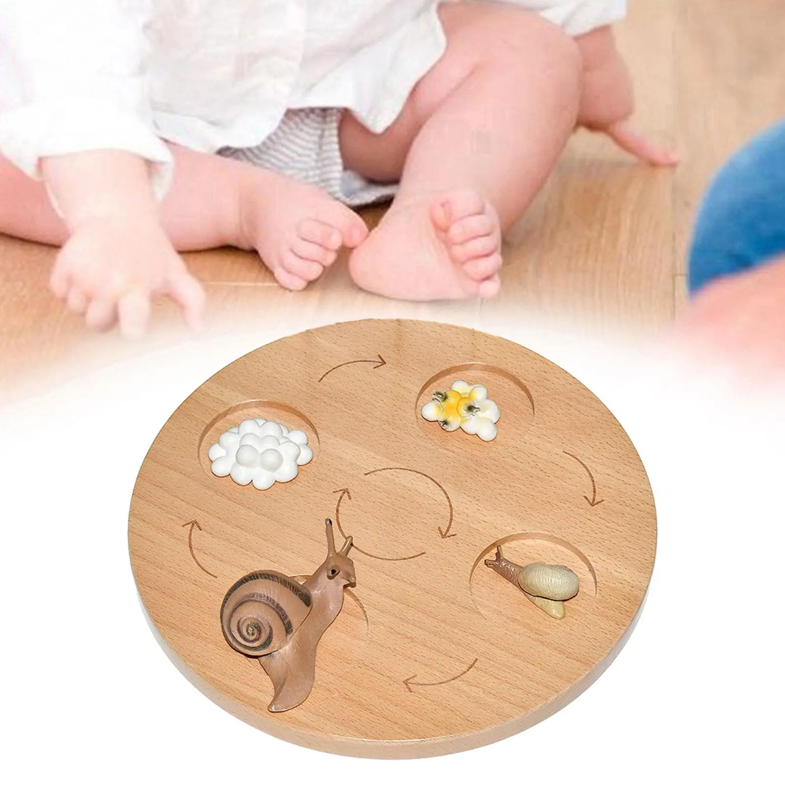 Life Cycle Tray Montessori Toys Educational Realistic Birthday Gifts Teaching Aids for Boys Girls Sensory Toy Cognitive Toy