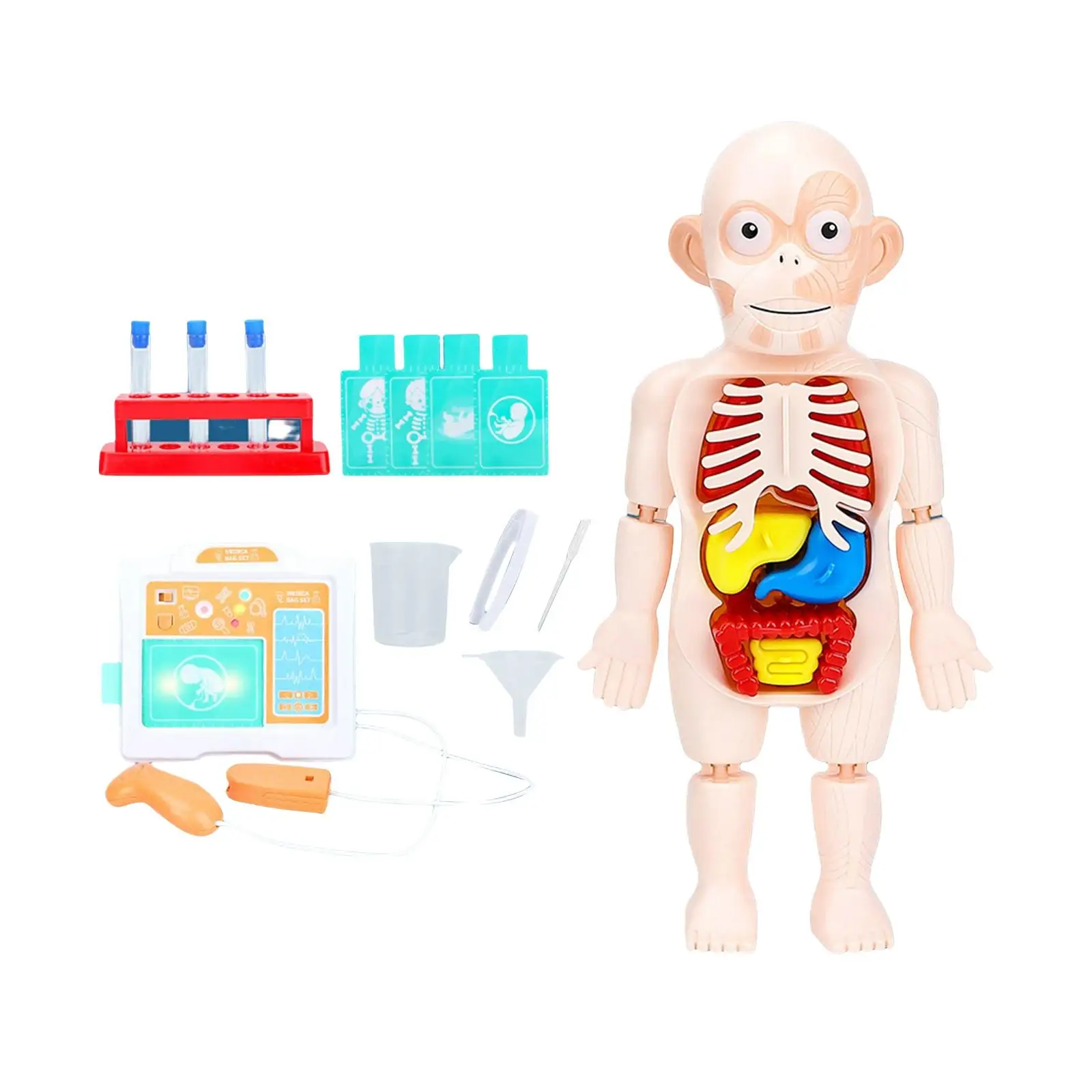 Human Body Model Development Toy Learning Activities Practical for Classroom