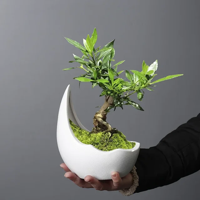 サイの角の形のセラミック植木鉢グリーン植木鉢多肉植物