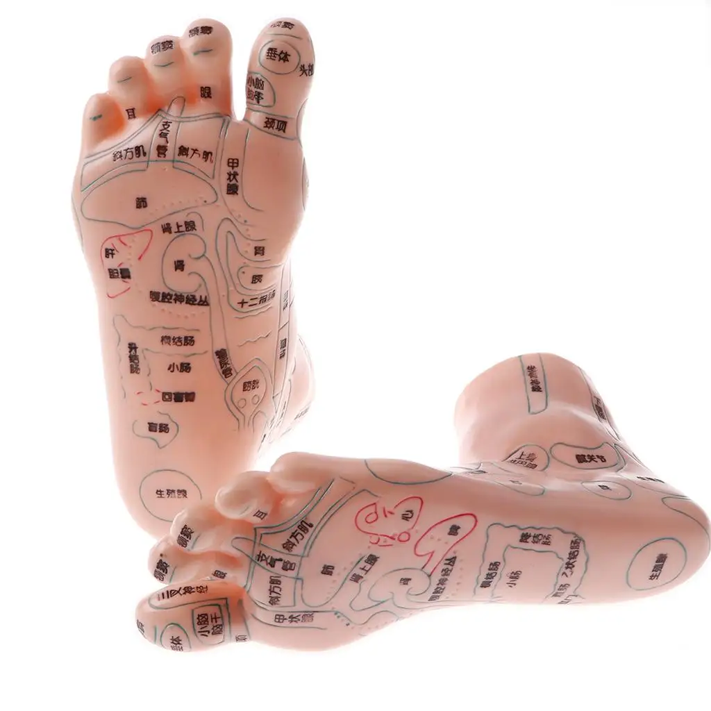 Lab/ Study, 1 Pair Human Massage Feet Model Acupoint Model,  Teaching Model, Lab Supplies