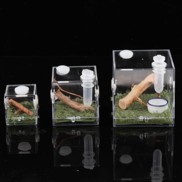 Jumping Spider Breeding Box Landscape Case Enclosure Accessories Insect  Living Habitat Terrarium - AliExpress