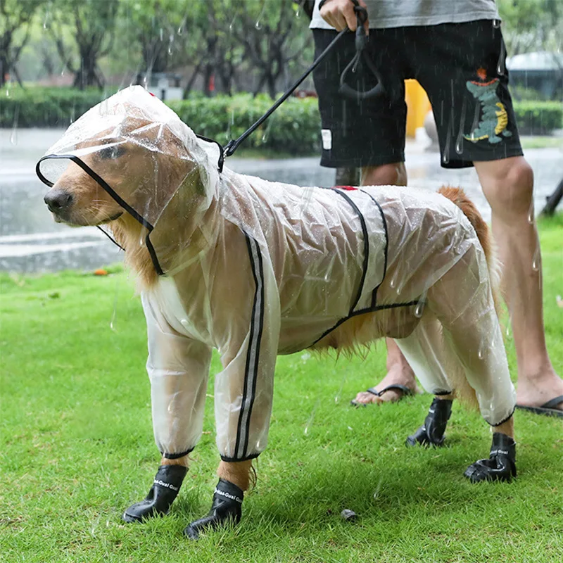 do dogs understand rain