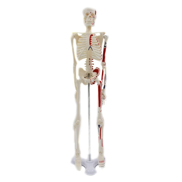 SQUELETTE HUMAIN 45 CM Mini Squelette Bureau Articulé Avec Trépied Montées  EUR 174,75 - PicClick FR