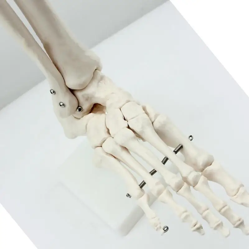 ossos do pé, modelo anatômico, anatomia cinzenta
