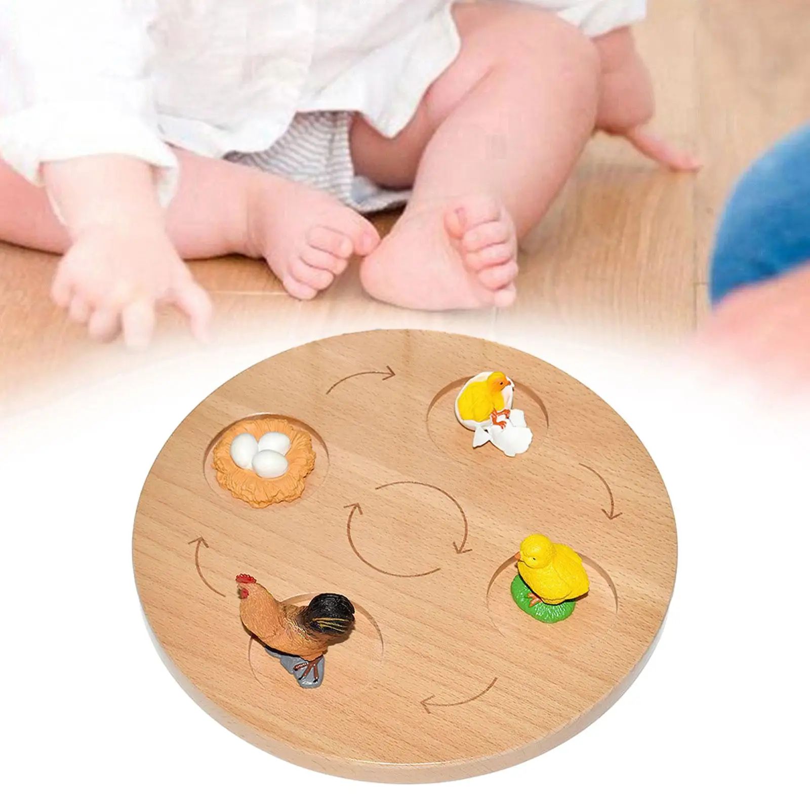 Life Cycle Tray Montessori Toys Educational Realistic Birthday Gifts Teaching Aids for Boys Girls Sensory Toy Cognitive Toy