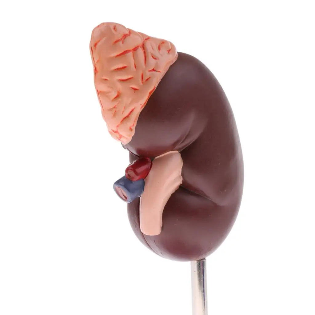 Lifesize   Gland Model with Stand, Human  Model, Science