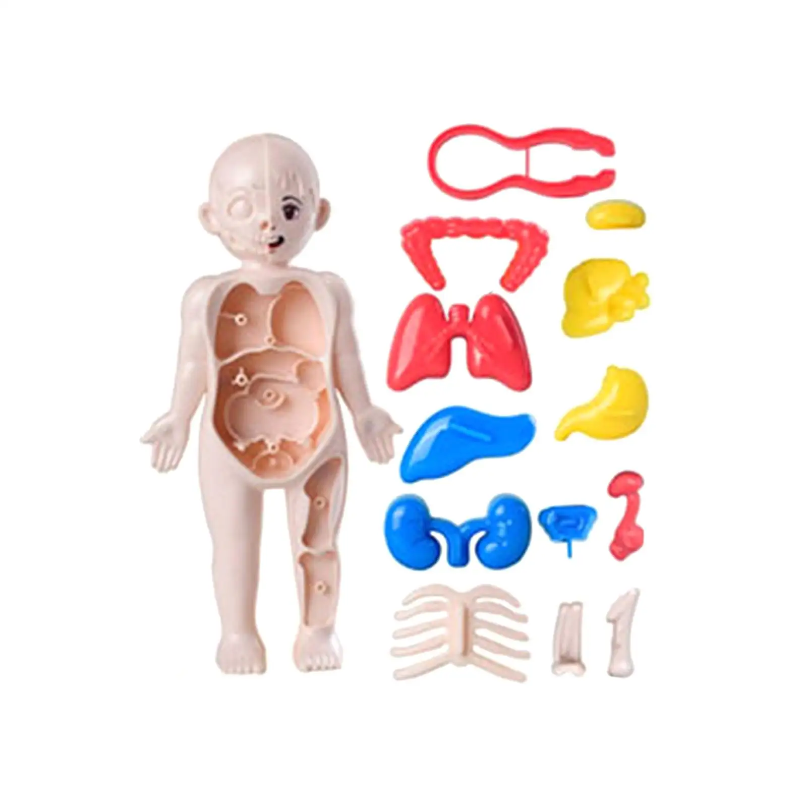 Human Body Puzzle Teaching Play Set for Kids Child Teaching Tool