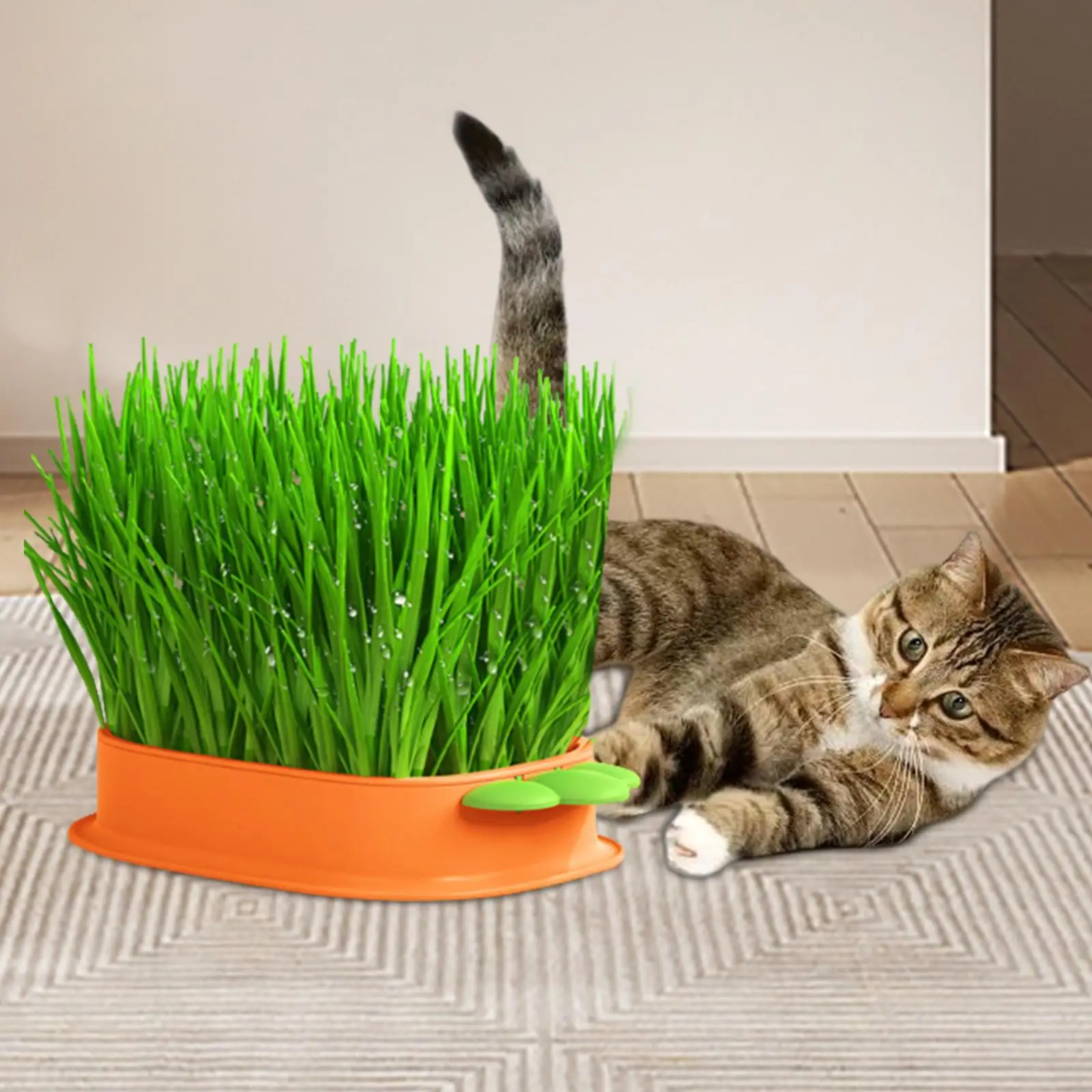 Hydroponic Cat Grass Box Wheatgrass Grower Soil Free Sprouter Tray Cat Grass Planter Tray for Office Greenhouse Home Garden