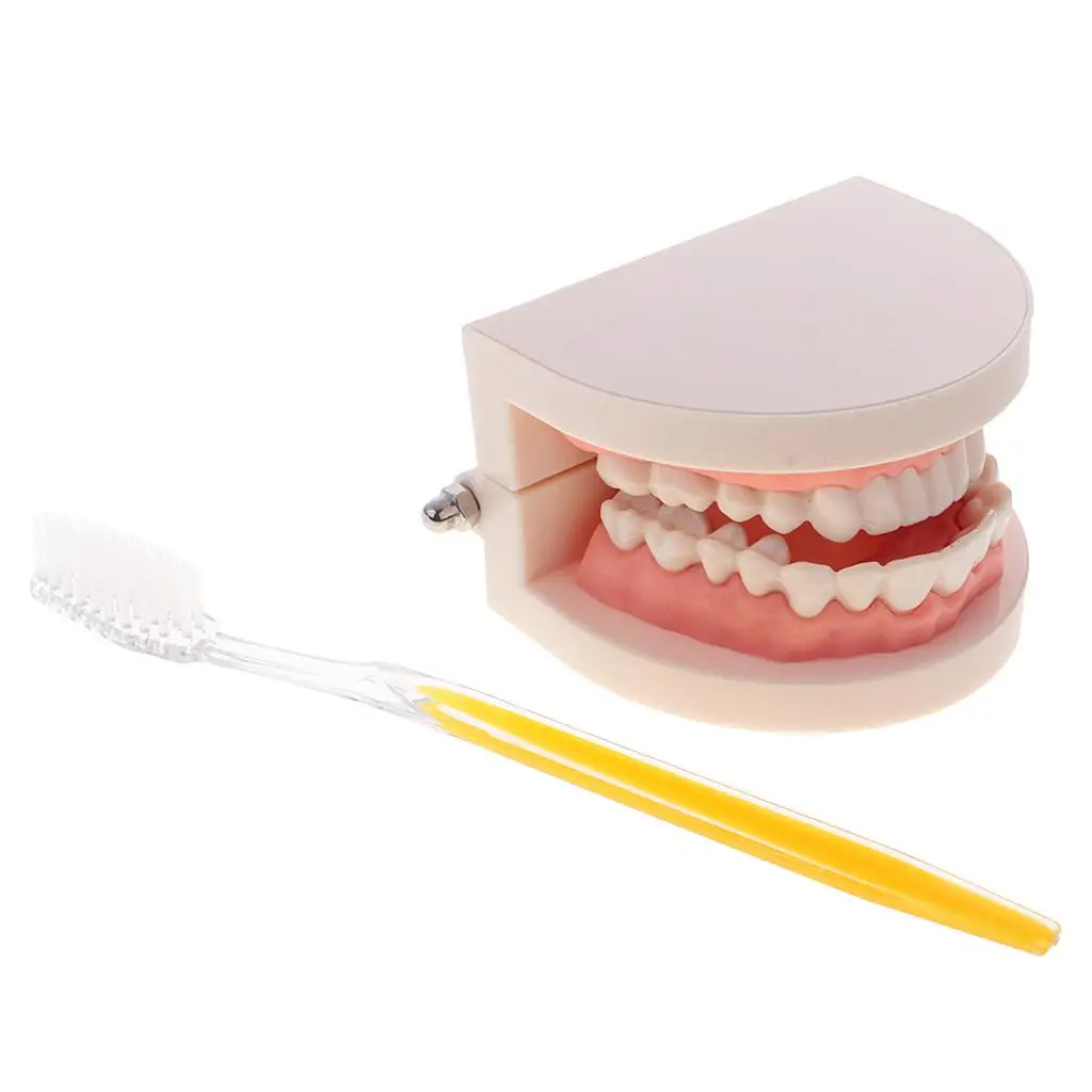 Artificial Human Mouth  Teeth Model With Toothbrush Teaching Tools