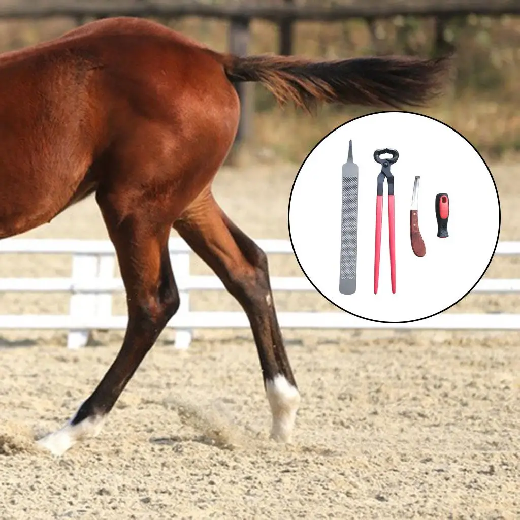   Farrier Tool Hoof File for Large Animals