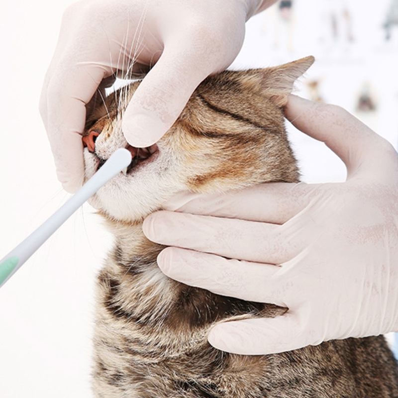 Title 8, Spazzolino da denti per cani per strumento di p...