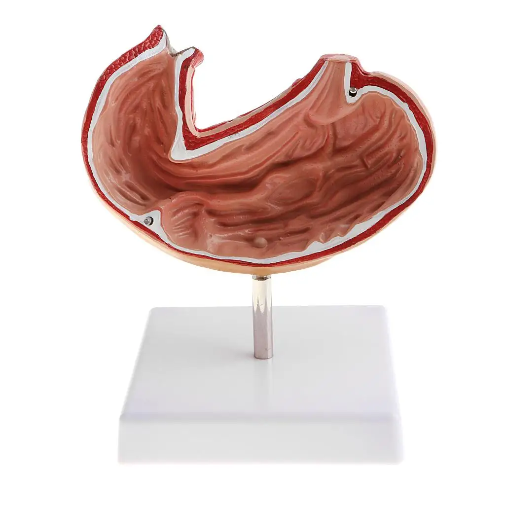 Lab/ Equipment 1:1 Human Stomach Structure Model Toy Ornament