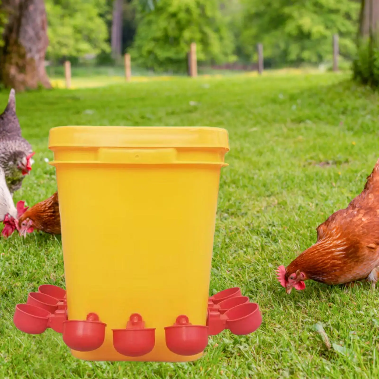 Chicken Drinker Cup Water Dispenser Durable Chicken Feeder Drinking Bowl for Poultry Supplies Ducks Pigeon Quail Goose