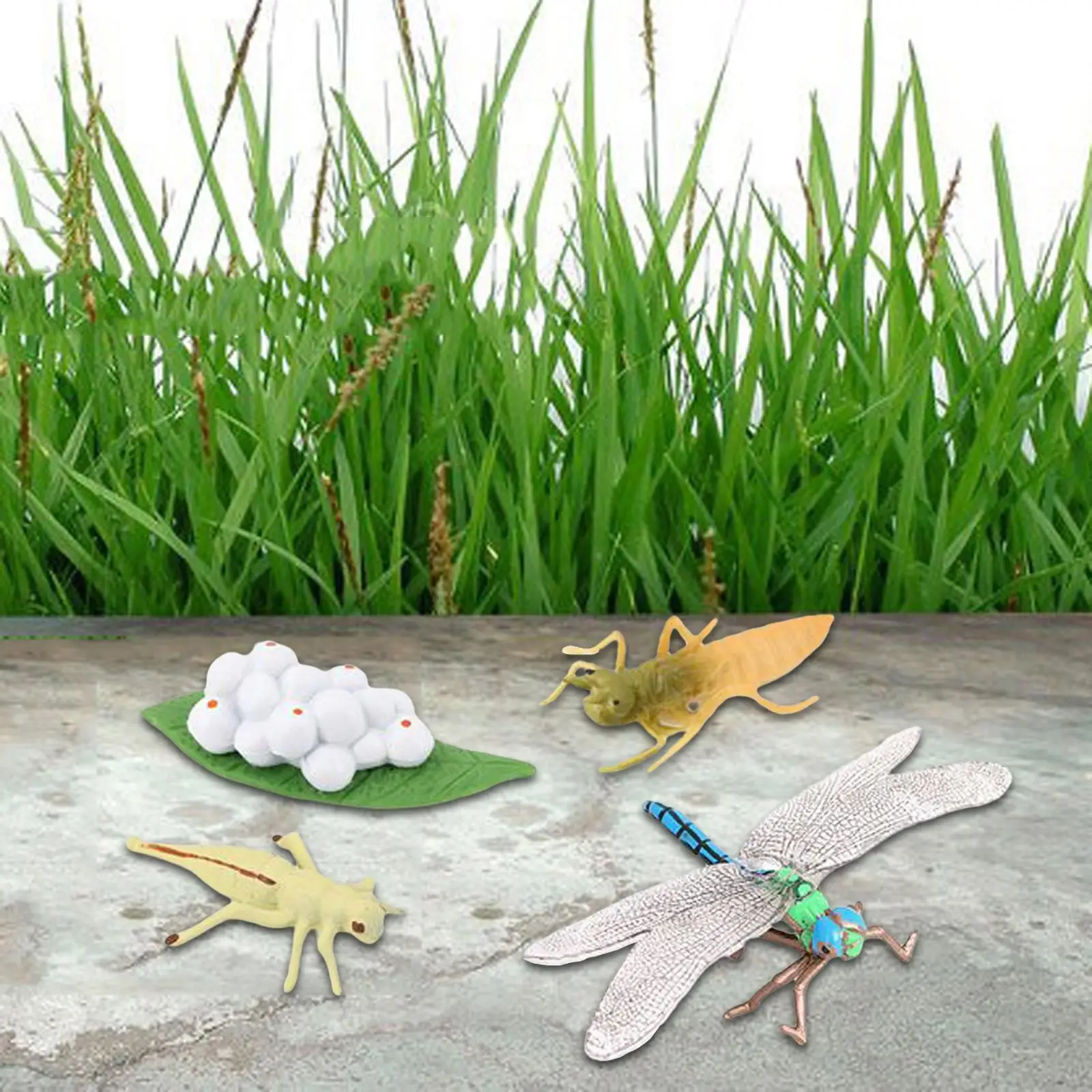 Simulation Life Cycle Figurines Red Eyed Tree Frog Figures Dragonfly Figures Early Education Animal Growth Cycle for Kids