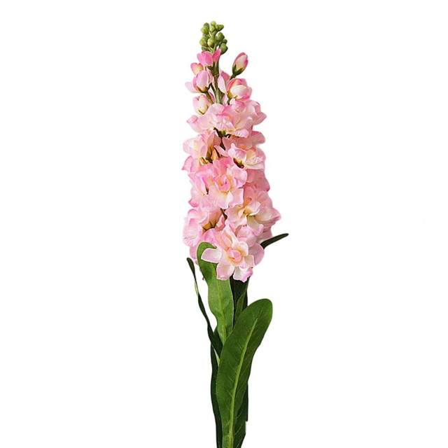 Pink Stock Flower Stem