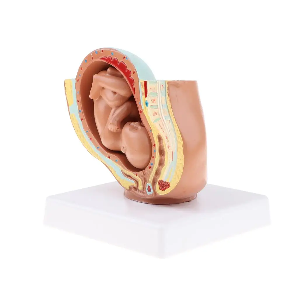 Human Pelvis Fetus Model, 9th Month, Pelvis Teaching Human Model