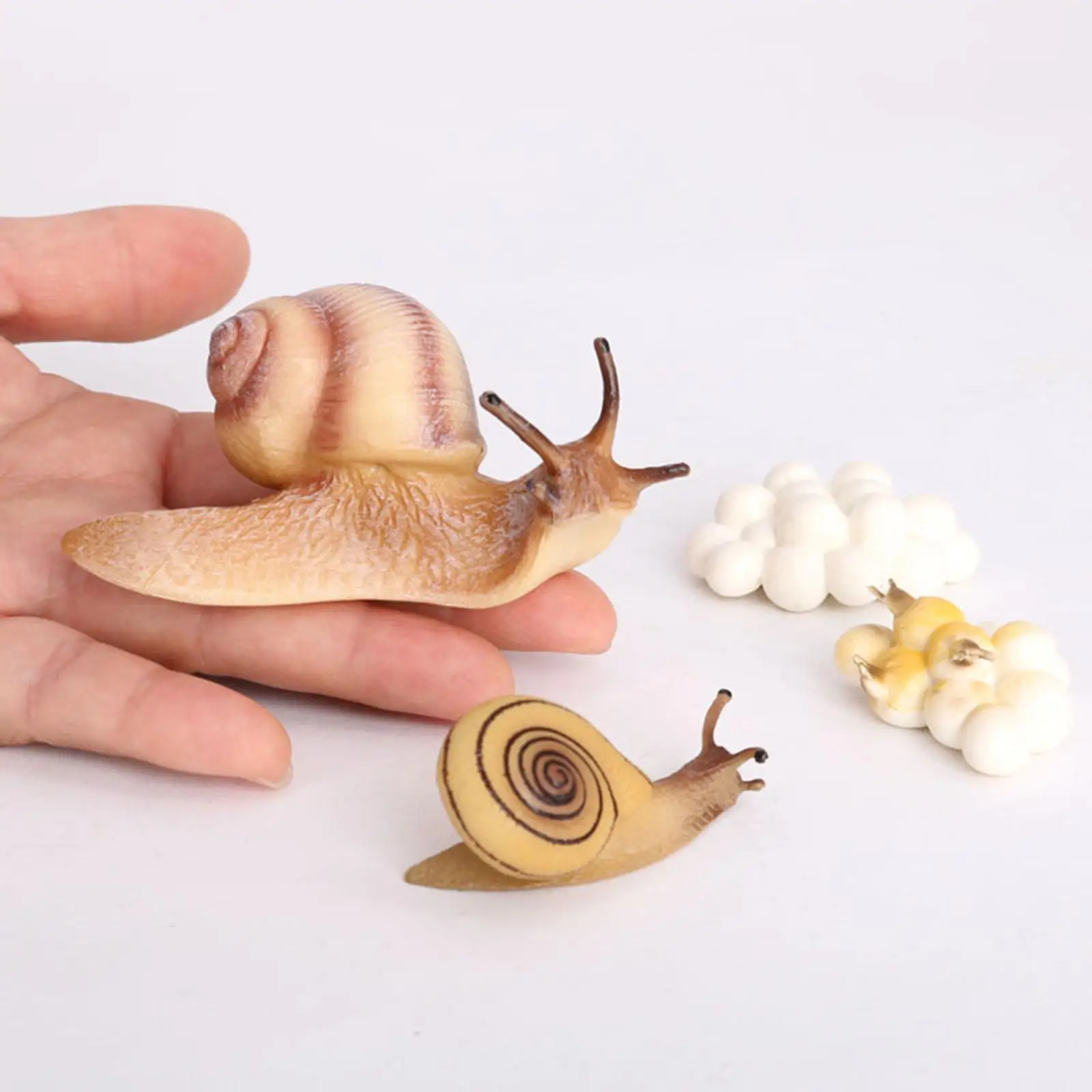 4 Stage Snail Growth Cycle Model  Cycle  Toys Kids Cognitve Toy