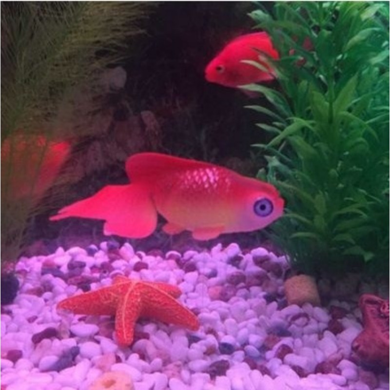 1PC Künstliche Aquarium Dekoration Leuchtende Wirkung Goldfisch Aquarium Ornament Dekor – Detail 7