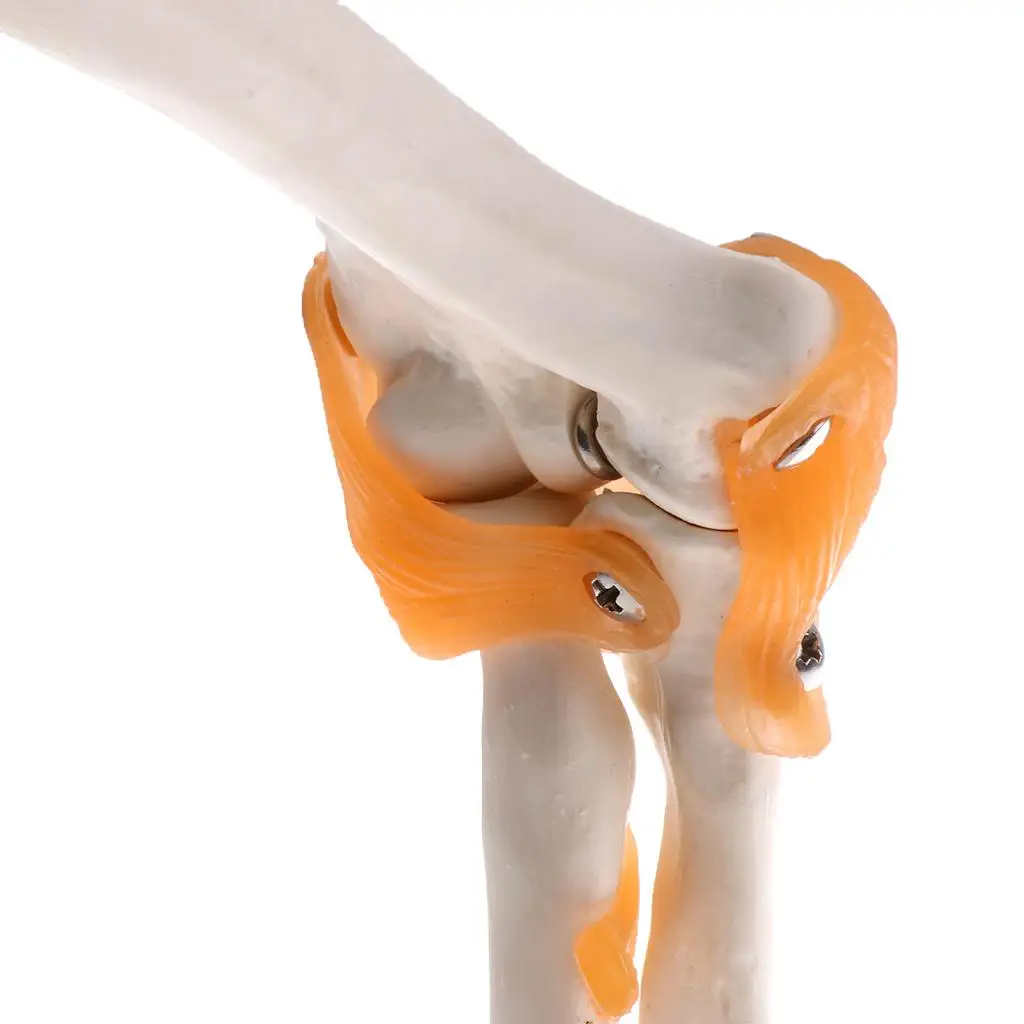 1: 1 Model of The Human Elbow Joint Band with learning Material