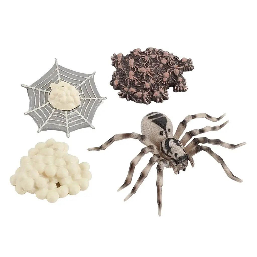 4 Pieces Life Cycle of A Spider, Animal Growth Cycle Includes Egg, Larva,
