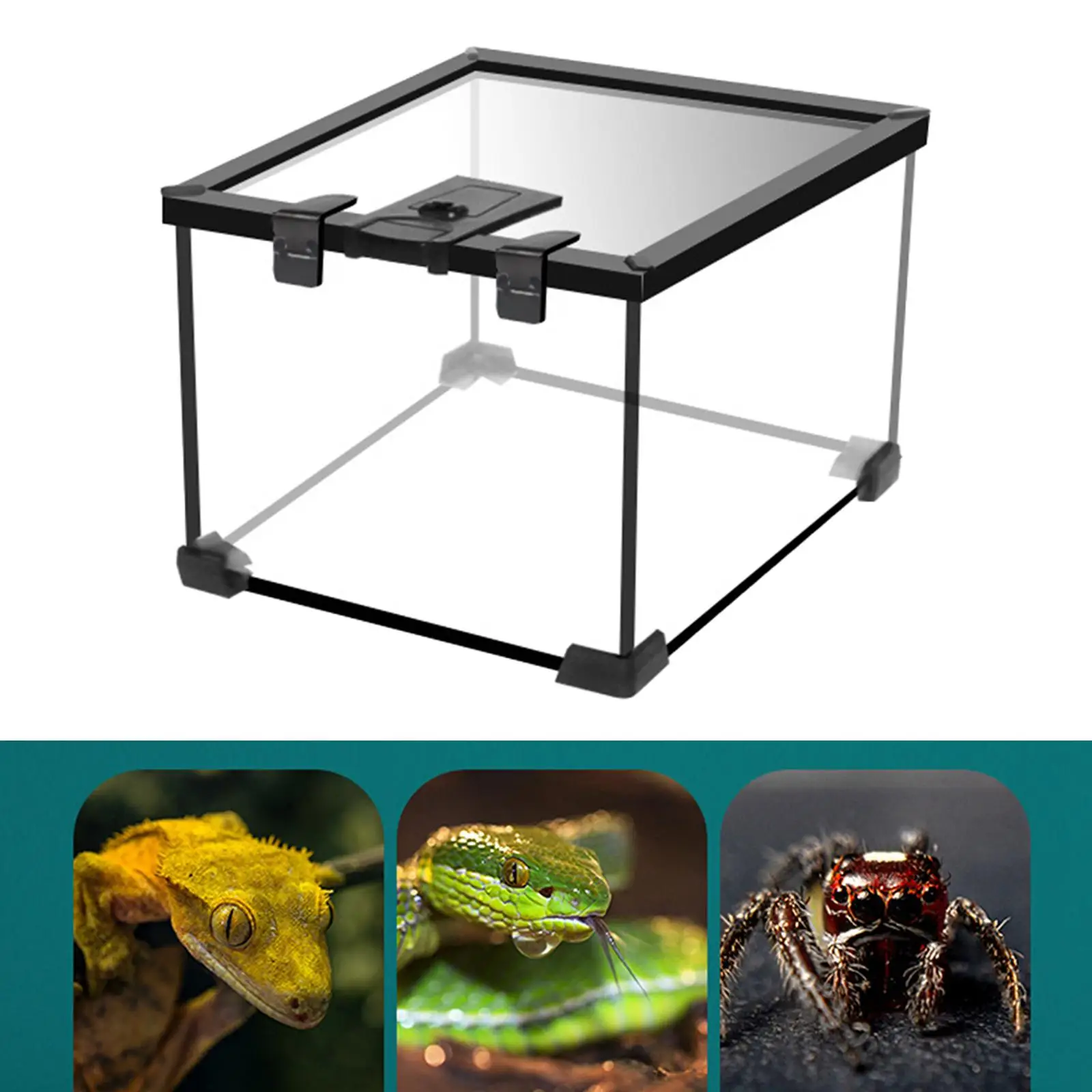 Reptile Terrarium Glass Aquarium Tank for Small Amphibious Creatures Crabs