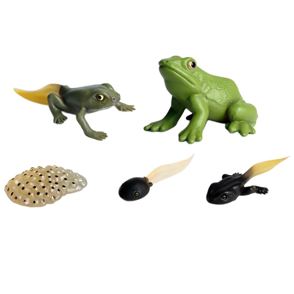 Simulated Frog Growth Process Toy Set  Action Figures Educational Toy for Children