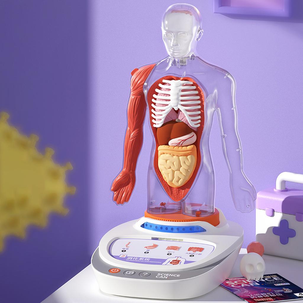 Plastic Human Torso Body Anatomy Model Realistic Learning Talking Children Kids