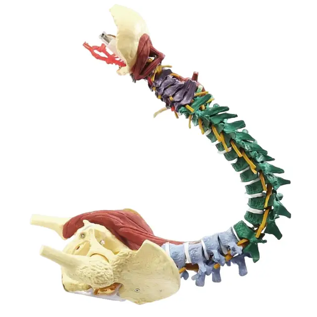 Modelo de coluna vertebral flexível: Versão clássica - Loja Fisaude