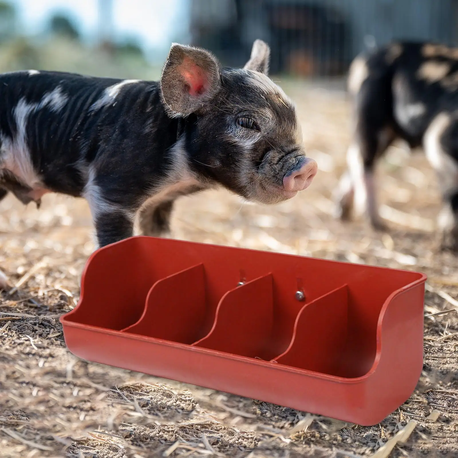 Pig Feeder Livestock Fodder Dish Piglet Fodder Slot for Growers Small Animals Goat