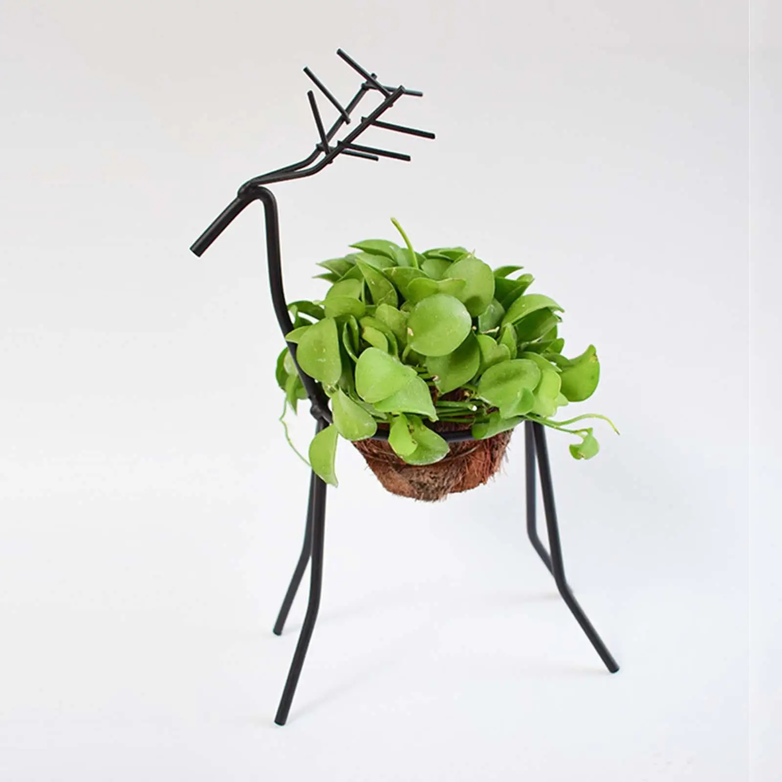 Air Plant Holder Indoor Air Fern Display Stand for Office Decoration Desktop