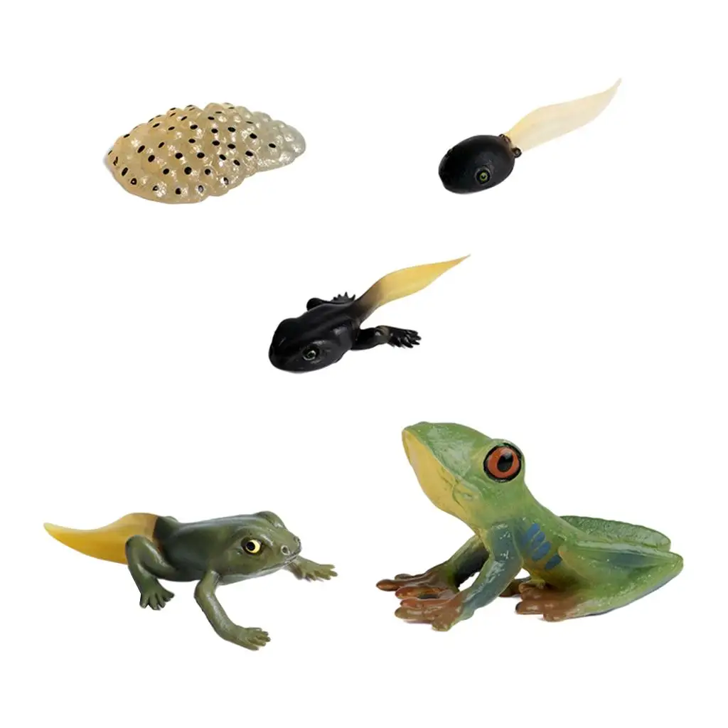 Education Kids Insect Cycle Figure Frog Animal Growth Playset Biology Toys Teaching Aids Themed Party