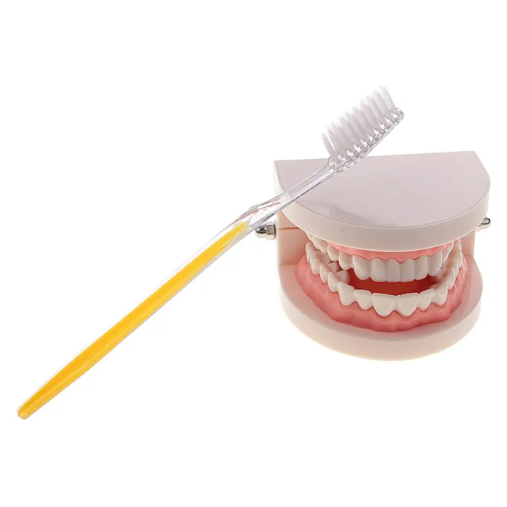 Artificial Human Mouth  Teeth Model With Toothbrush Teaching Tools