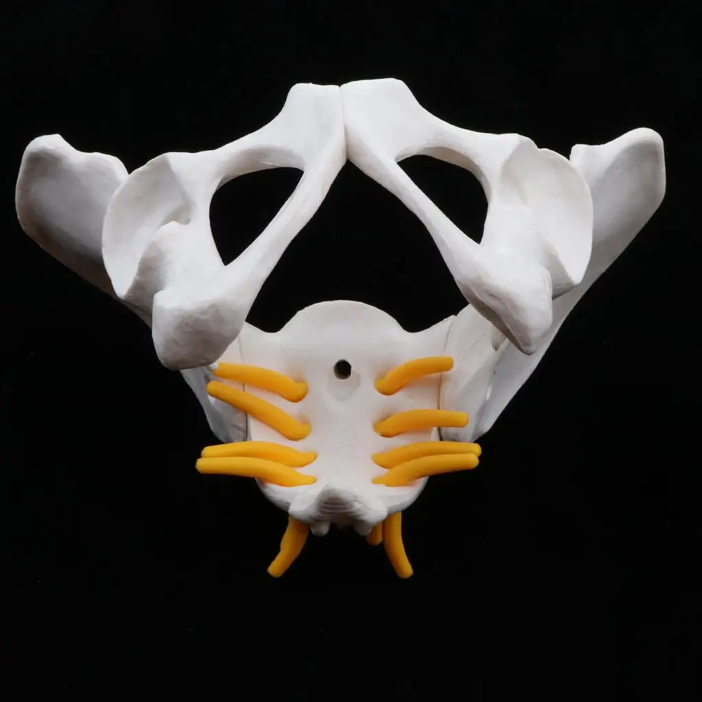 Skeletal Model of the Female Pelvis |  Skeleton | Life Size Model Shows Spinal Nerve, Spine, Coccygeal Nerve |  Models