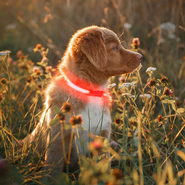 Collar Perro Luminoso Recargable, Collar Luz Perro para Oscuridad 7 Colores  8 Modos de Parpadeo, Ajustable Impermeable Collar LED para Perros Grandes,  Medianos y Pequeños, Rojo-M : : Productos para mascotas