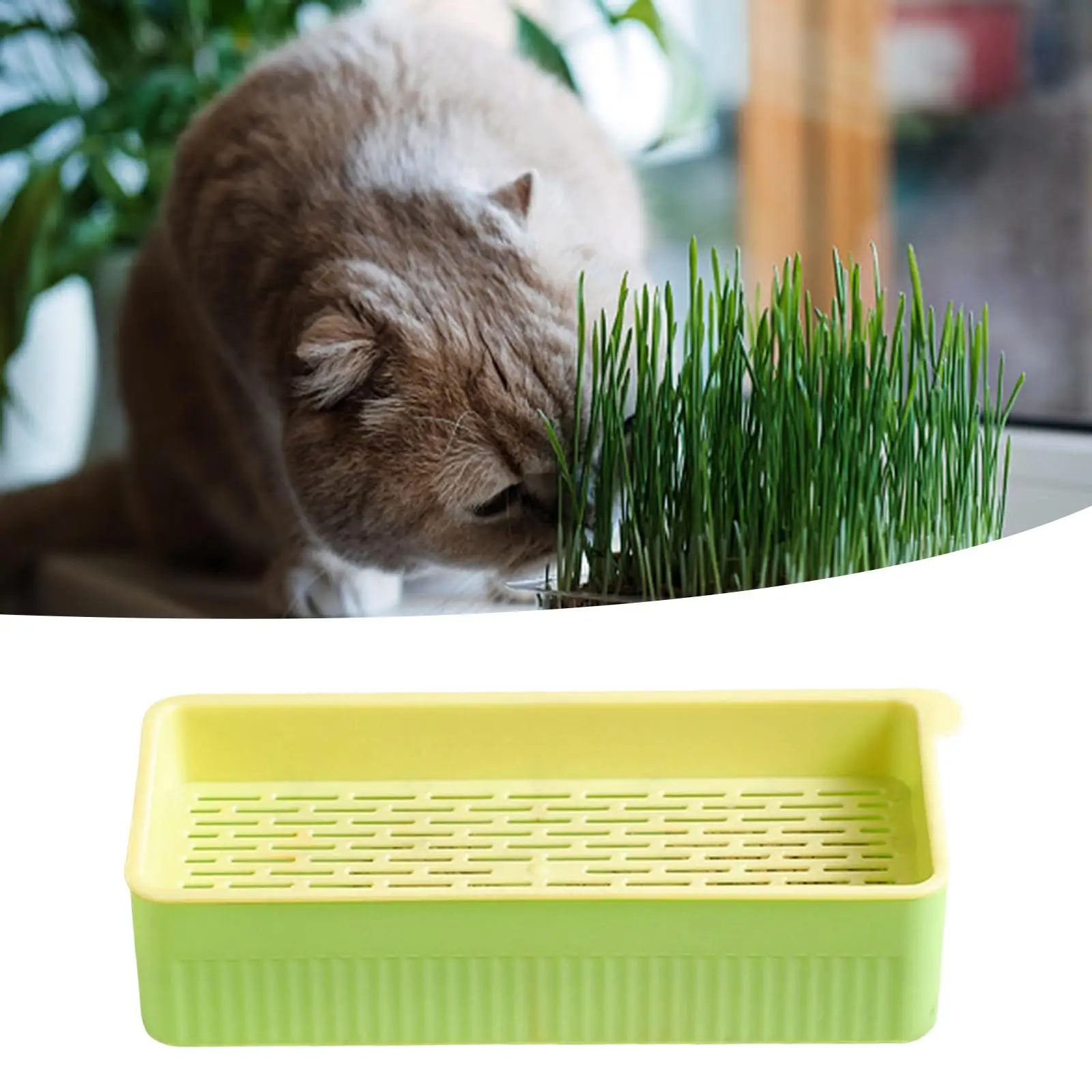 Seed Sprouter Tray Catnip Cultivation Box Sprouting Container with Drain Holes Cats Grass Hydroponic Box for Microgreens Garden