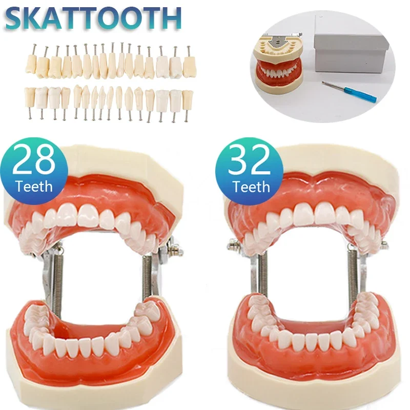 Best of 32 Teeth Dental Teaching Model Soft Gum Resin Typodont Teeth Model For Dentist Practice Studying Tool Dental Demonstration Model Reviews & Tips