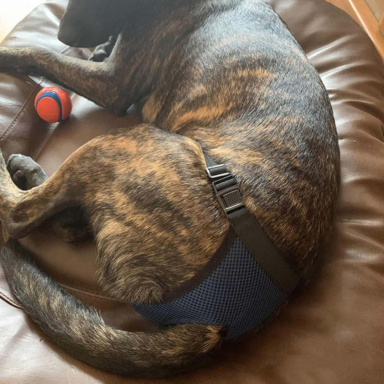 Couche Adulte, Couches Adultes Culotte Incontinence Culotte Imperméable Réutilisable Confortable Pour L'hôpital Pour Adultes Avec Soin Incontinent, Pantalon Respirant (Grande Taille