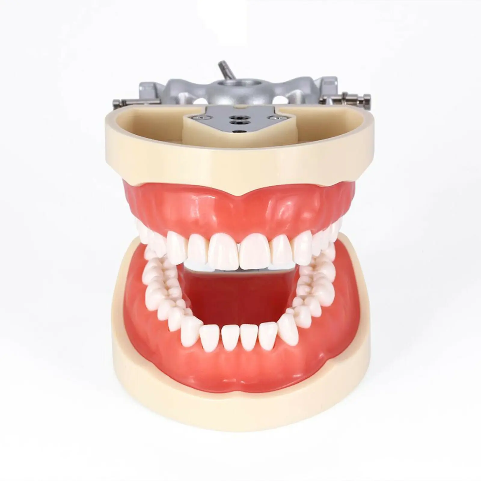 kilgore nissin tipo dental typodon modelo dentes de preparação removível pça demonstração dental modelo odontologia accesorios
