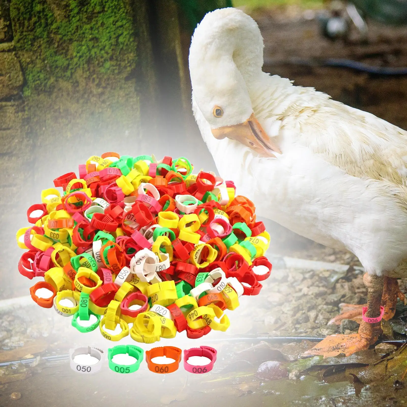 100x Poultry Foot Bands, Poultry Foot Rings, Chicken Identification Band for Birds