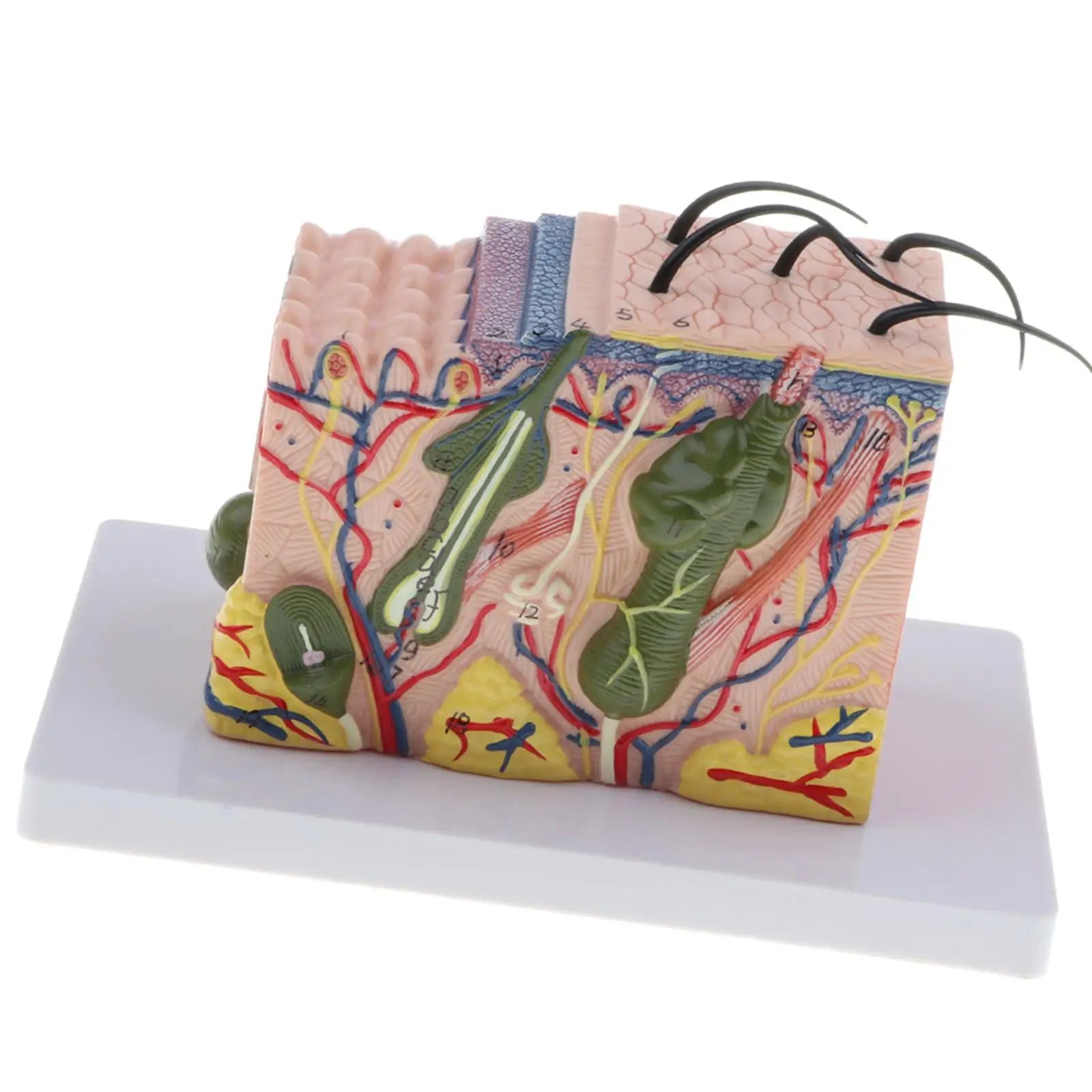 Magnify 35X Human Skin Texture Subcutaneous Tissue Dissection Model Biology Teaching Display