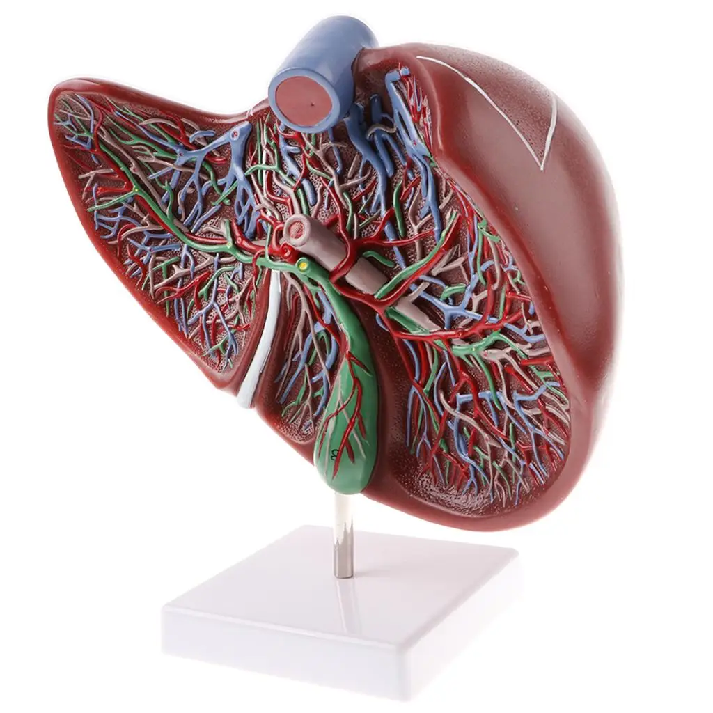 Magnified 1.5x Highly Detailed Human Liver Normal Model Educative Science Toy Learning Tool
