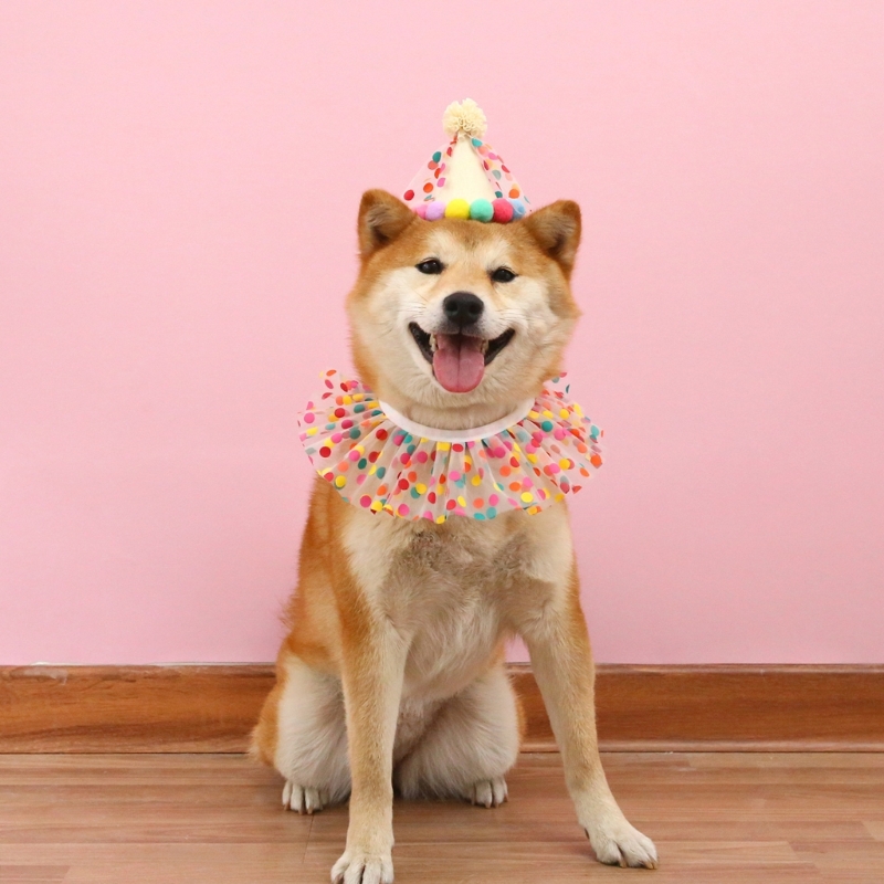 Title 4, Cappello per festa di compleanno per cani da co...