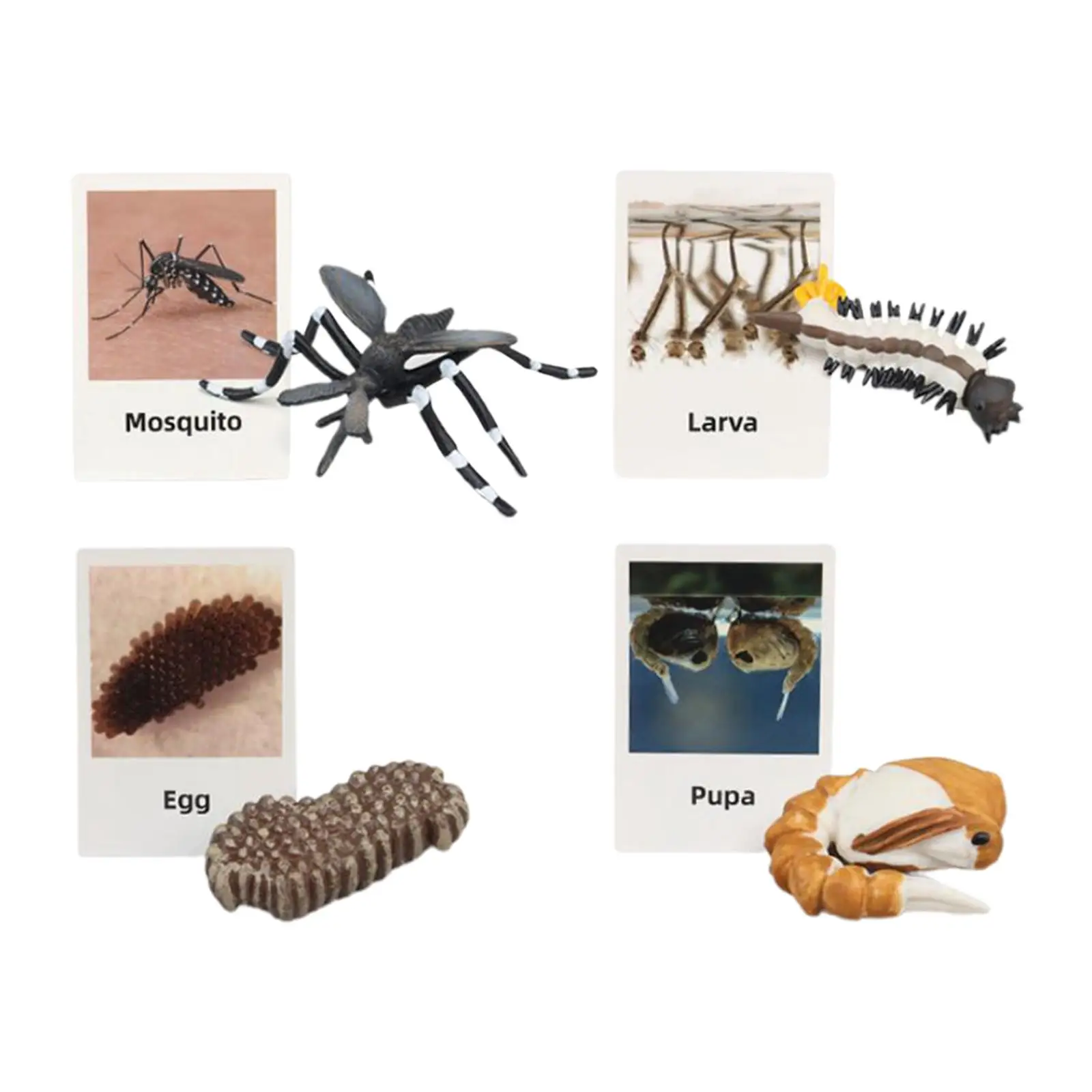 life Cycle Toy Educational Growth Stage Model Animal Figurines Toys for Kids Boys Girls Party Favors Toddlers