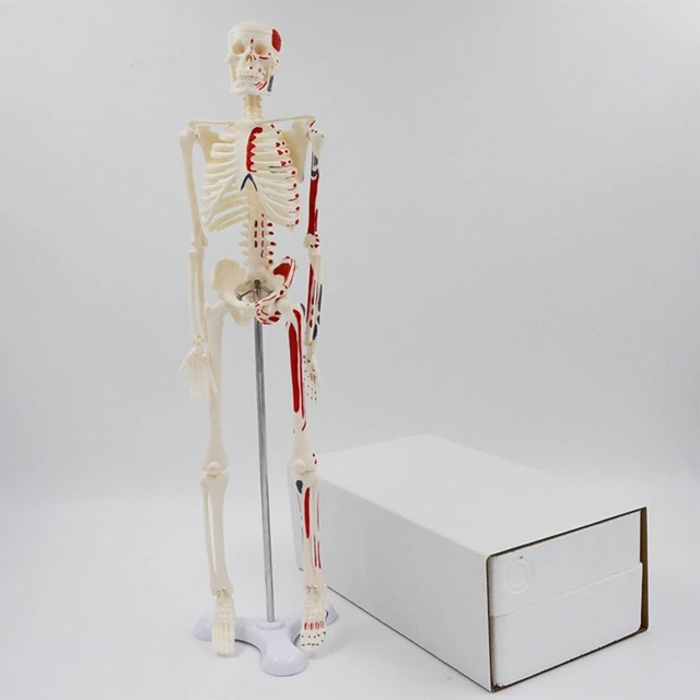 Mini squelette anatomique humain 45cm avec insertion musculaire