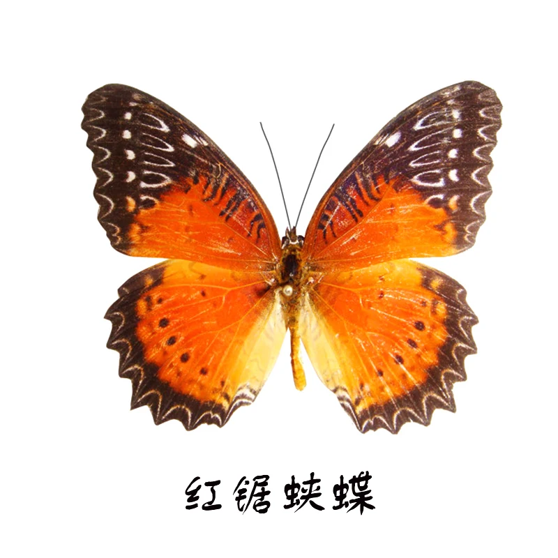 Real Butterfly Specimens Ornaments Handmade Insect Specimens Decorations Student Creative Birthday Gift Wings Home Decoration