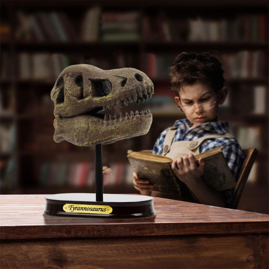 Dinosaur Skull Excavation Toy Tabletop Decor for Collection Decorations Boys Girls