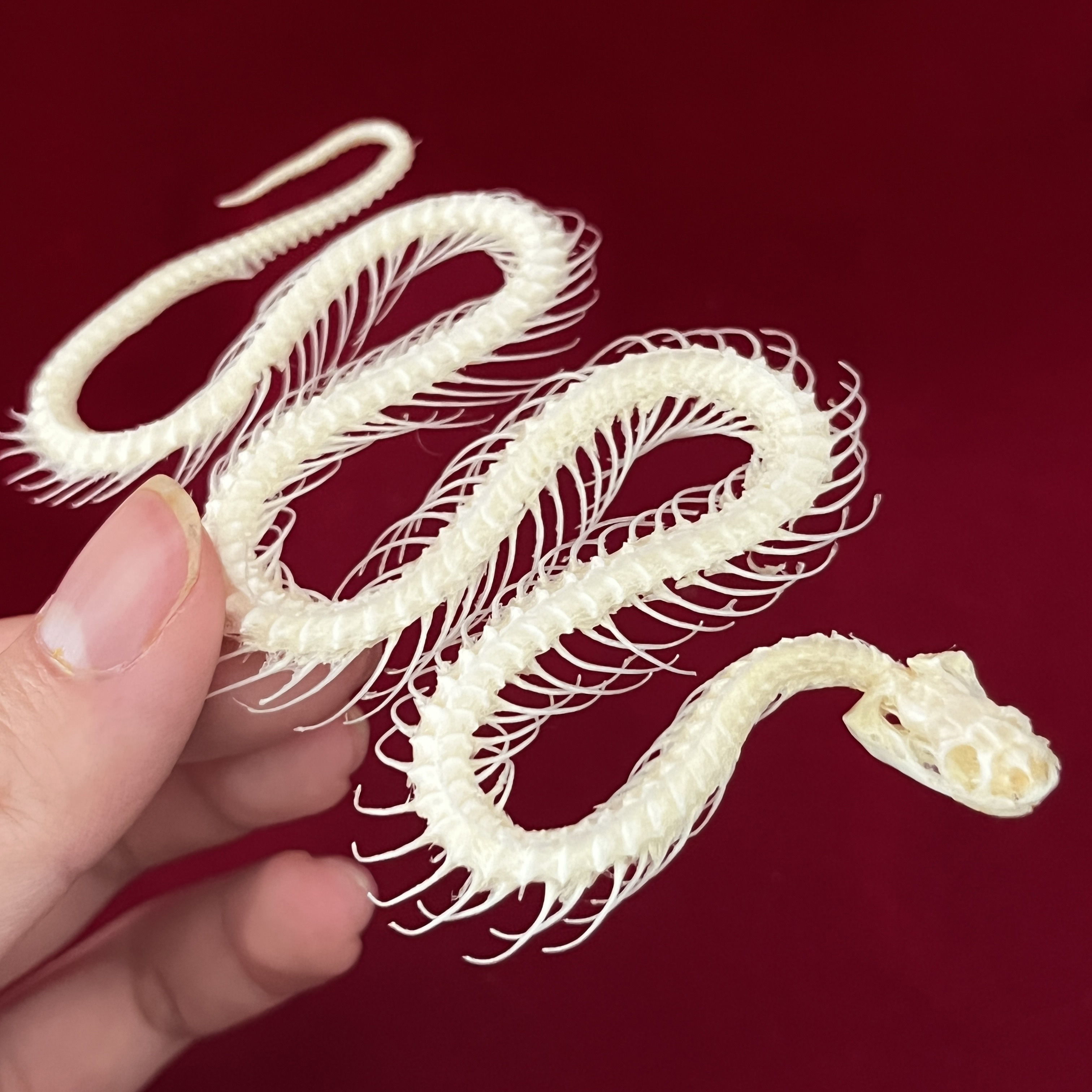 30cm Snake Skeleton Model Animal Snake Bone Specimen Education Model Home Decoration Handicraft
