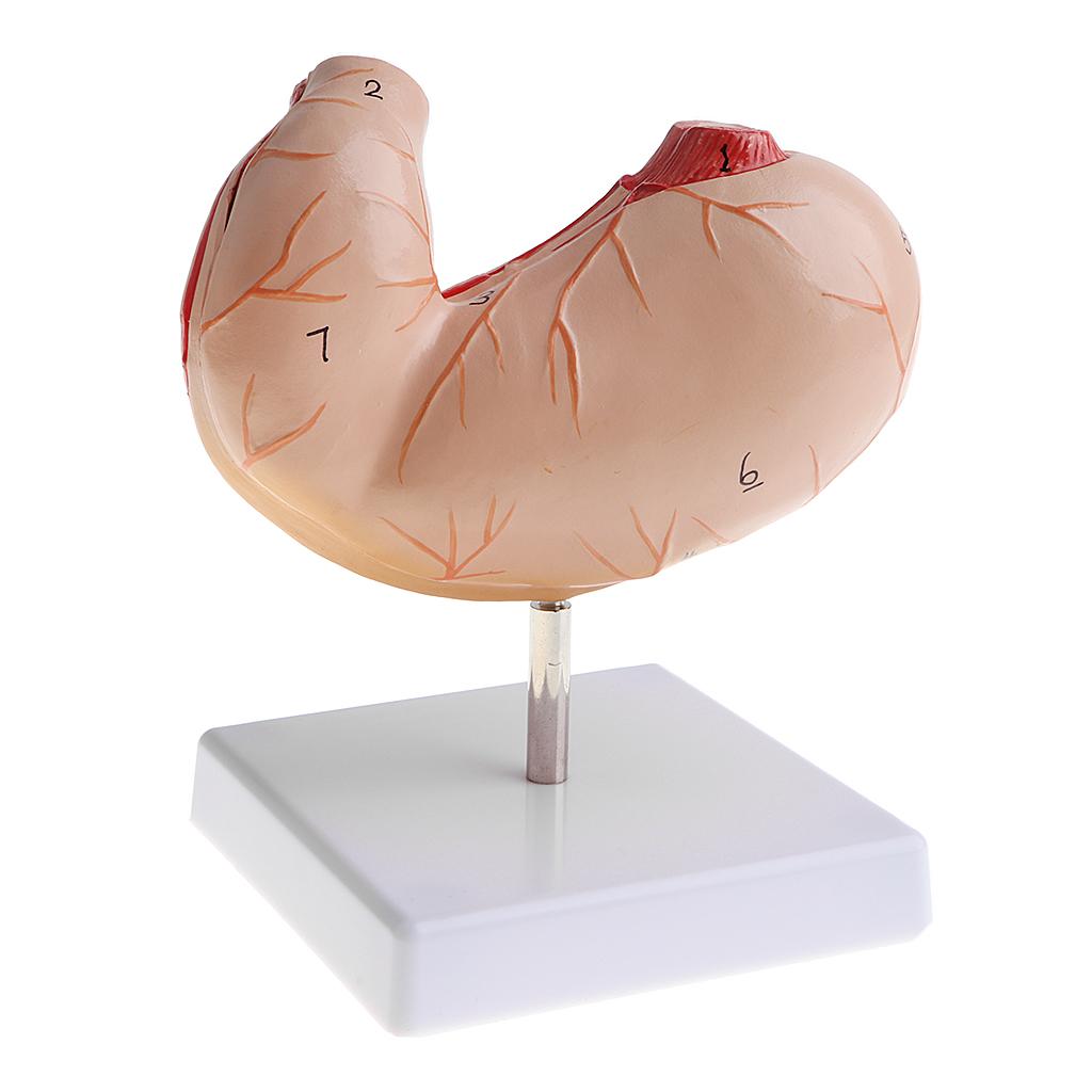 4DHuman Stomach Model, 1:1 Lifesized, 2 Parts