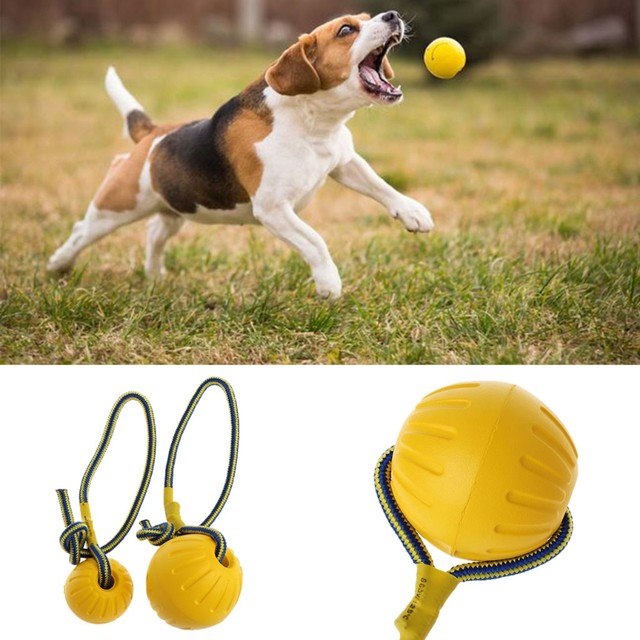 Dog training shop ball on rope