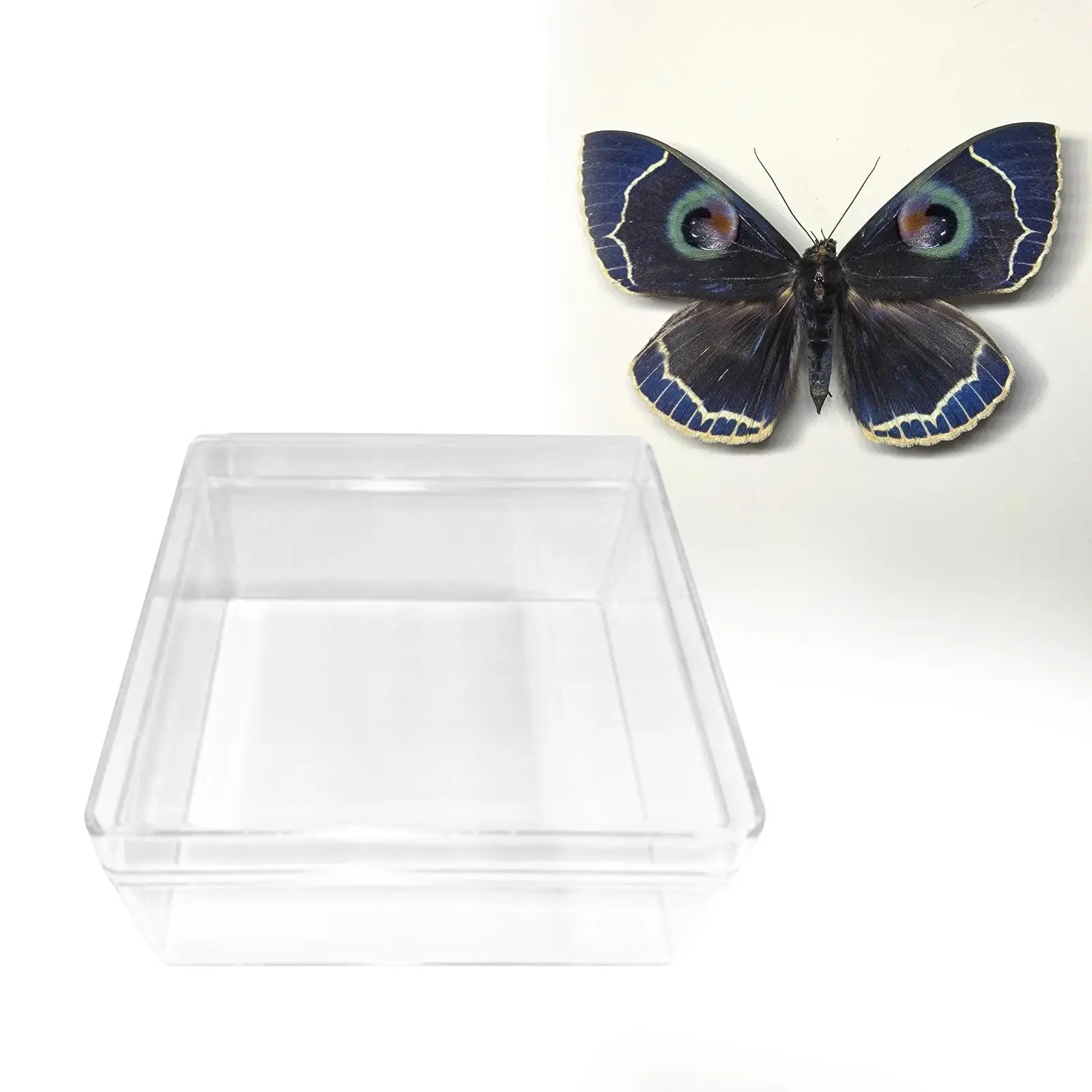 Butterfly Specimen Tool with Polished Glass Art Accessories Elegant Collection for Wedding Living Room Hobbyist Durable Crafts